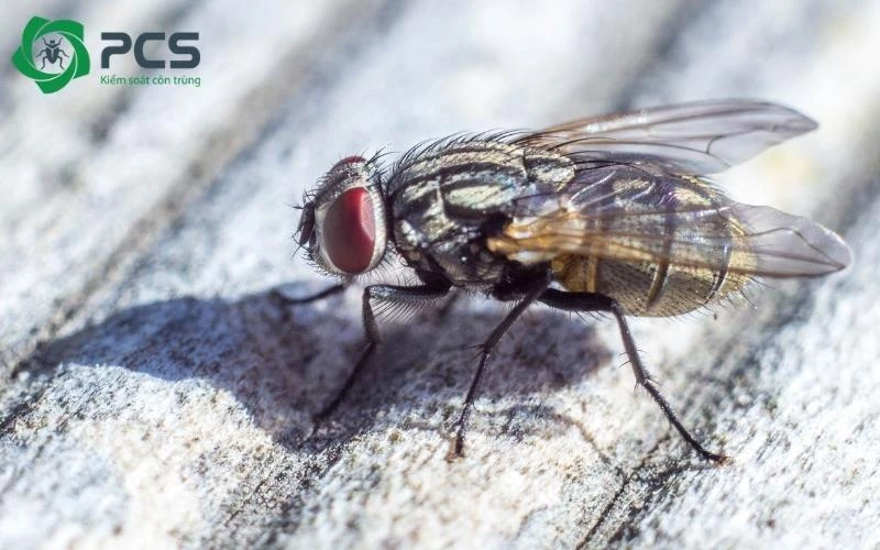 Thuốc diệt ruồi không độc hại 